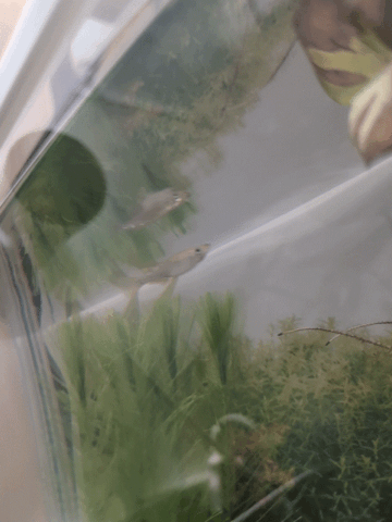 会社にメダカとタロイモがやってきました!🐟🌿 4 水槽の中を泳ぐメダカ