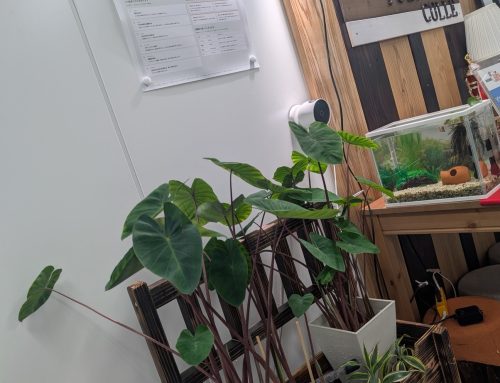 会社にメダカとタロイモがやってきました！🐟🌿