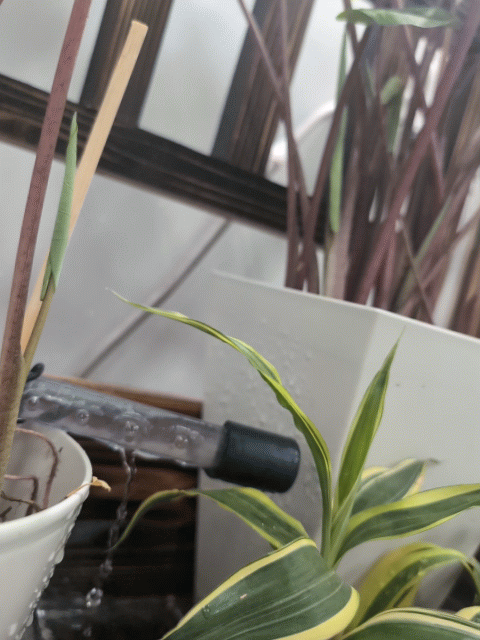 会社にメダカとタロイモがやってきました!🐟🌿 3 タロイモの足元を流れる水